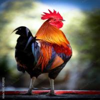Ayam project thumbnail