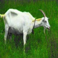 Kambing project thumbnail