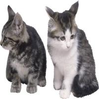 Kucing & Anjing project thumbnail