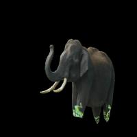 Gajah project thumbnail