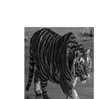 Harimau project thumbnail