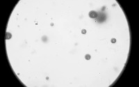 bubbleDetect project thumbnail