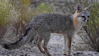 Fox project thumbnail