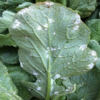 Vegetables_All project thumbnail