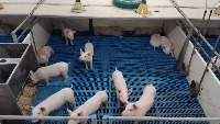 Pig Pose project thumbnail