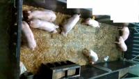 new pig track project thumbnail