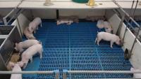 Pig detection project thumbnail