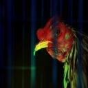 Chicken detection project thumbnail