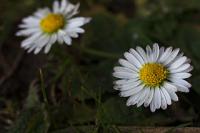 Daisy  project thumbnail