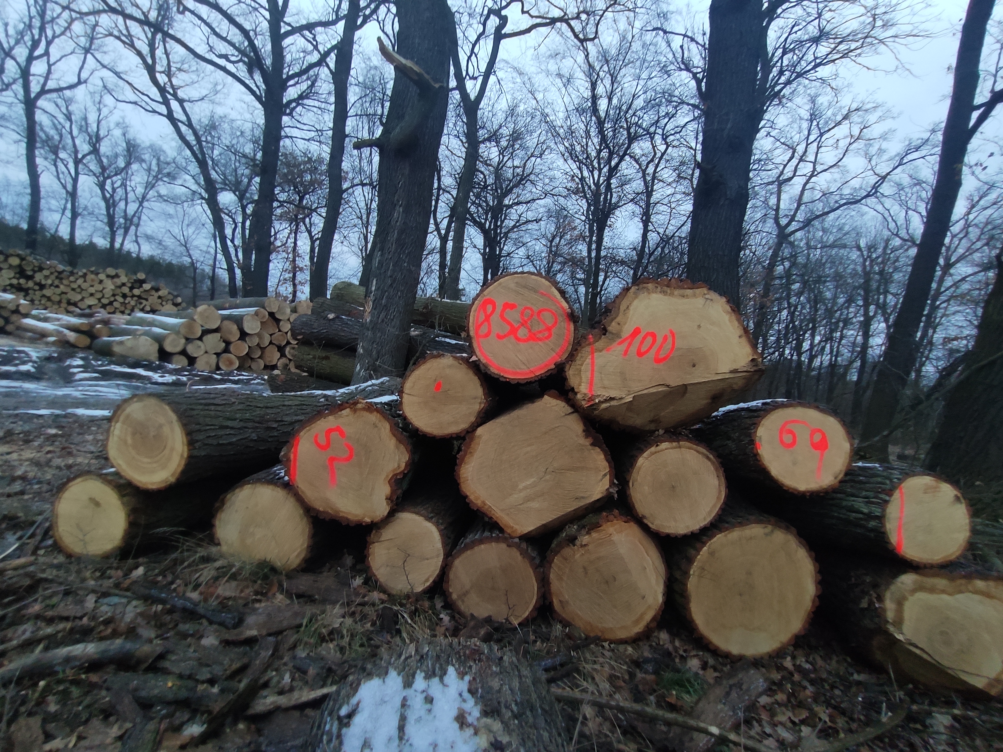 Wood Pile Segmentation 2025 Instance Segmentation Dataset by lukaaashis