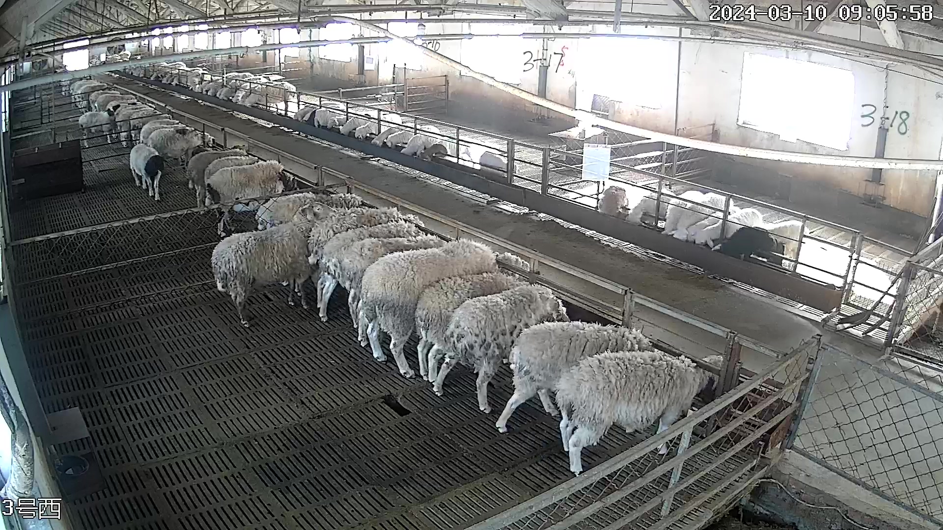 sheep Object Detection Dataset by test