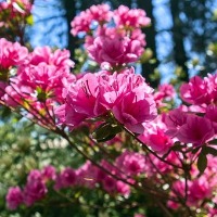 flowers project thumbnail