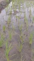 Rice Path Guidance project thumbnail