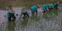Penjaga Sawah project thumbnail