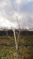 AlexeyKutyrev_tree_pose_keypoint project thumbnail