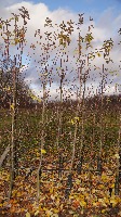 AlexeyKutyrev_tree_pose_columnar project thumbnail