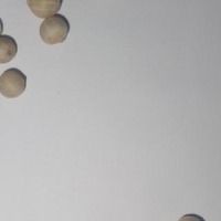 pepper seed Detection project thumbnail