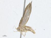 Phthorimaea_operculella_Zeller project thumbnail