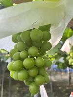 Grape-Maturity project thumbnail