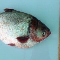 Aquaculture_1 project thumbnail