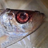 Detection Fresh Fish project thumbnail