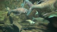 fish_v1 project thumbnail