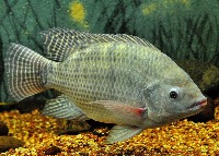 fish_v2 project thumbnail