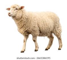 sheep Object Detection Dataset by Home