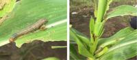 Fall army worm project thumbnail