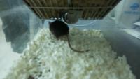 Mouse project thumbnail