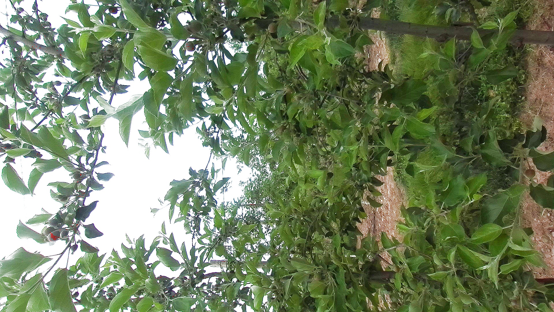 green fruit detection data - Roboflow Universe