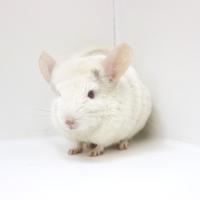 chin_detection project thumbnail