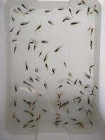 Fish Counter project thumbnail