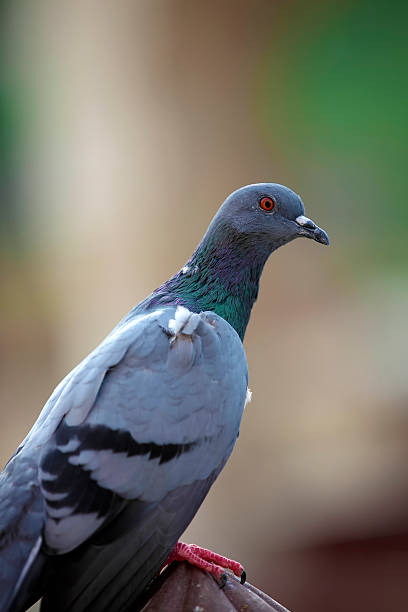 parrot Object Detection Dataset by Sujay GS