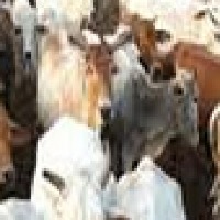 LSDV Detection Object Detection Model by LSDV Detection