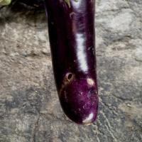 FINAL EGGPLANT DATASET project thumbnail