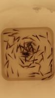 fingerling-fry-smallfish-combine project thumbnail