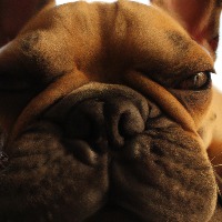 Bulldogs_501 project thumbnail