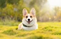DogCatClassifier project thumbnail