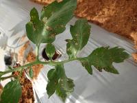 tomato Disease project thumbnail