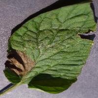 plant disease detection project thumbnail