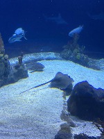 Underwater Object Detection project thumbnail