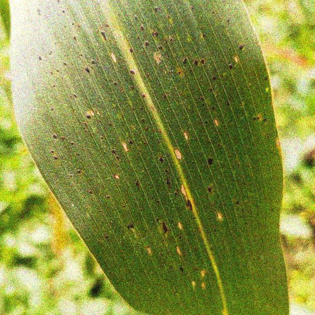 How to Use the corn_disease Object Detection API