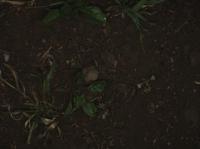 Sugar Beets project thumbnail