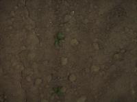Sugar Beets 2016-05-09 project thumbnail