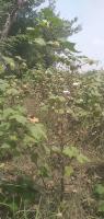 Cotton Detection project thumbnail