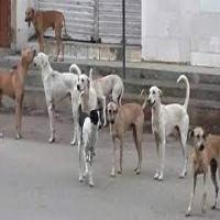 Stray/Pet Dog Dataset project thumbnail