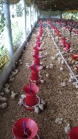 Chicks_14_Days 2 project thumbnail