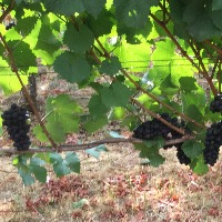 grape instance Segmentation project thumbnail