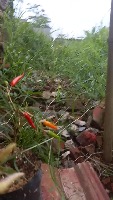 chili project thumbnail